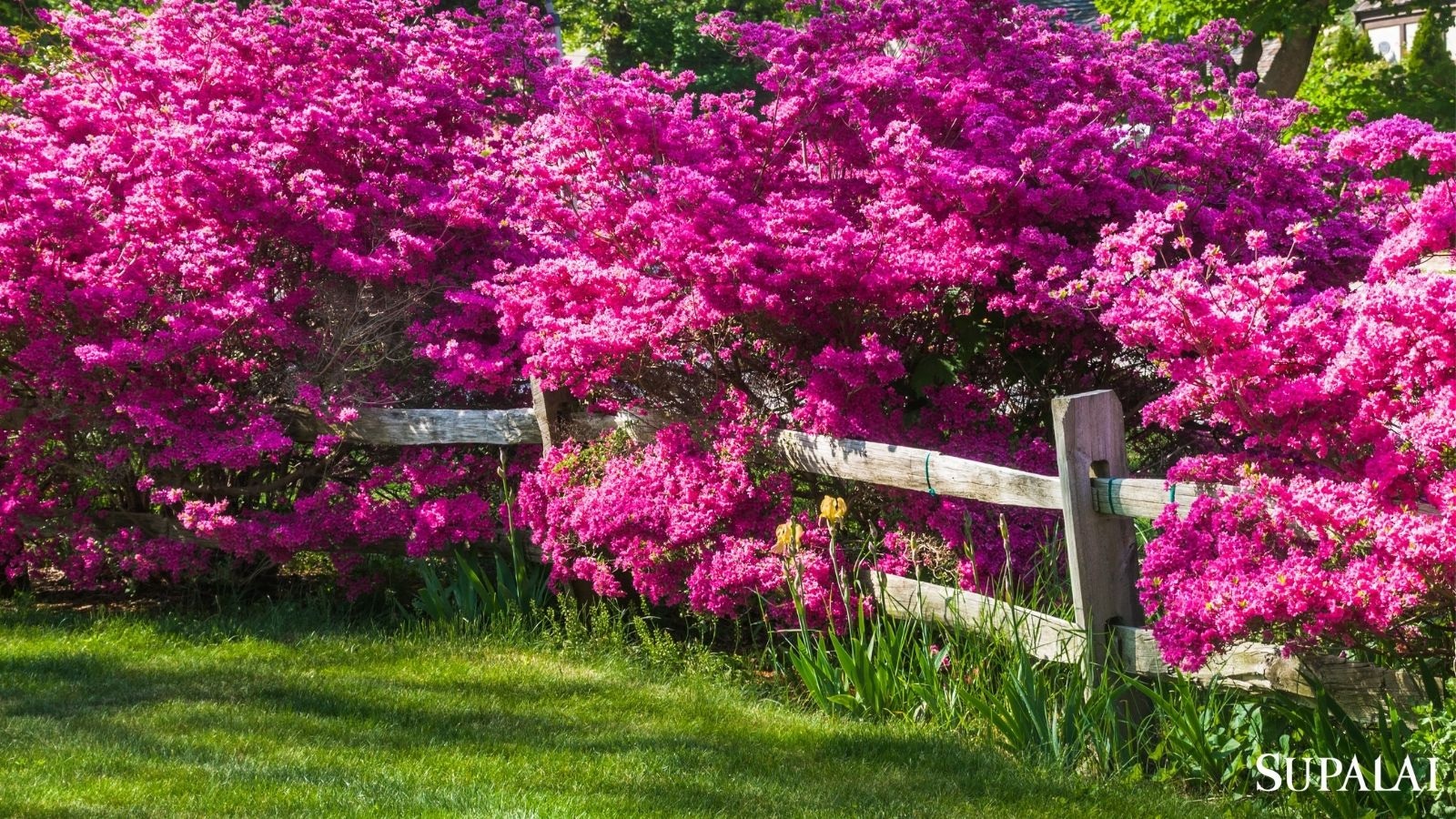 วิธีรับมือต้นไม้เพื่อนบ้านรุกล้ำเขตบ้านเรา แบบไม่ผิดใจ และไม่ผิดกฎหมาย-01.jpg